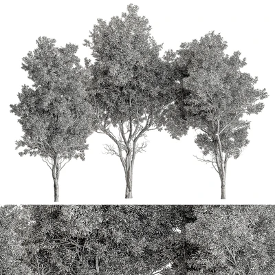 Broadleaf Tree Set 318 — View 2