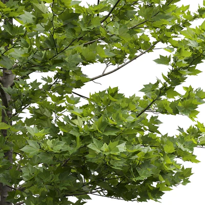 Plane-tree / Sycamore / Platanus acerifolia #4 — Ver 3