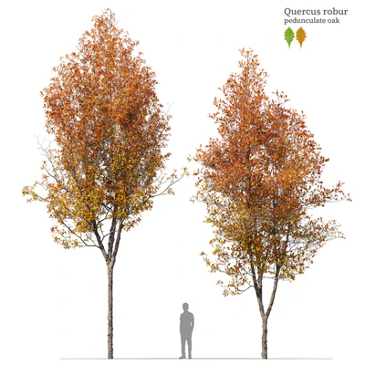 Quercus robur — Ver 1