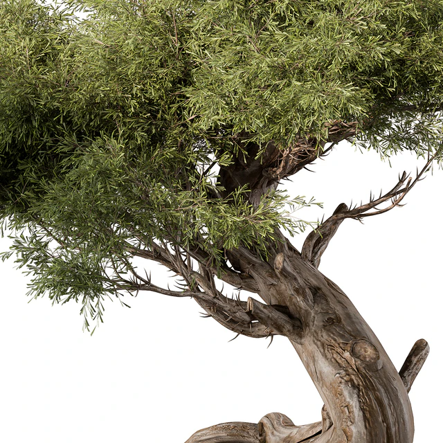 indoor Plant 452 - Bonsai Plant — Descargar