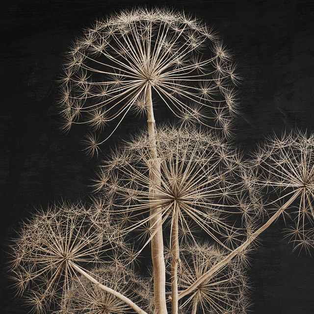 Decor set 11 Heracleum plant — Descargar