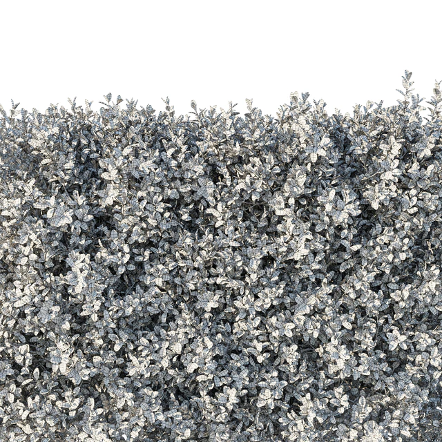 Boxwood 04 — Скачать