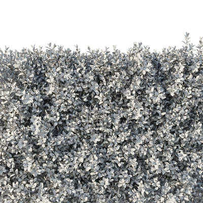 Boxwood 04 — Вид 2