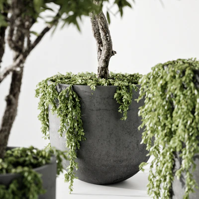 Indoor Plant — Вид 2