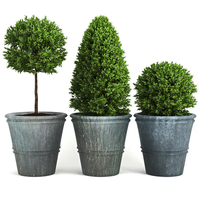 Buxus two — Ver 1