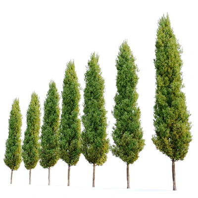 italian cypress 2 — Вид 2