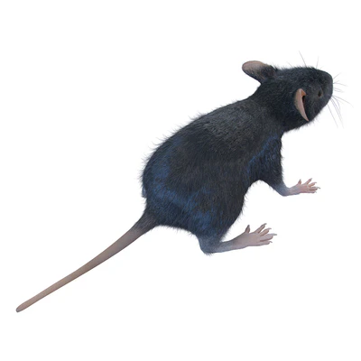 Rat — Ver 2