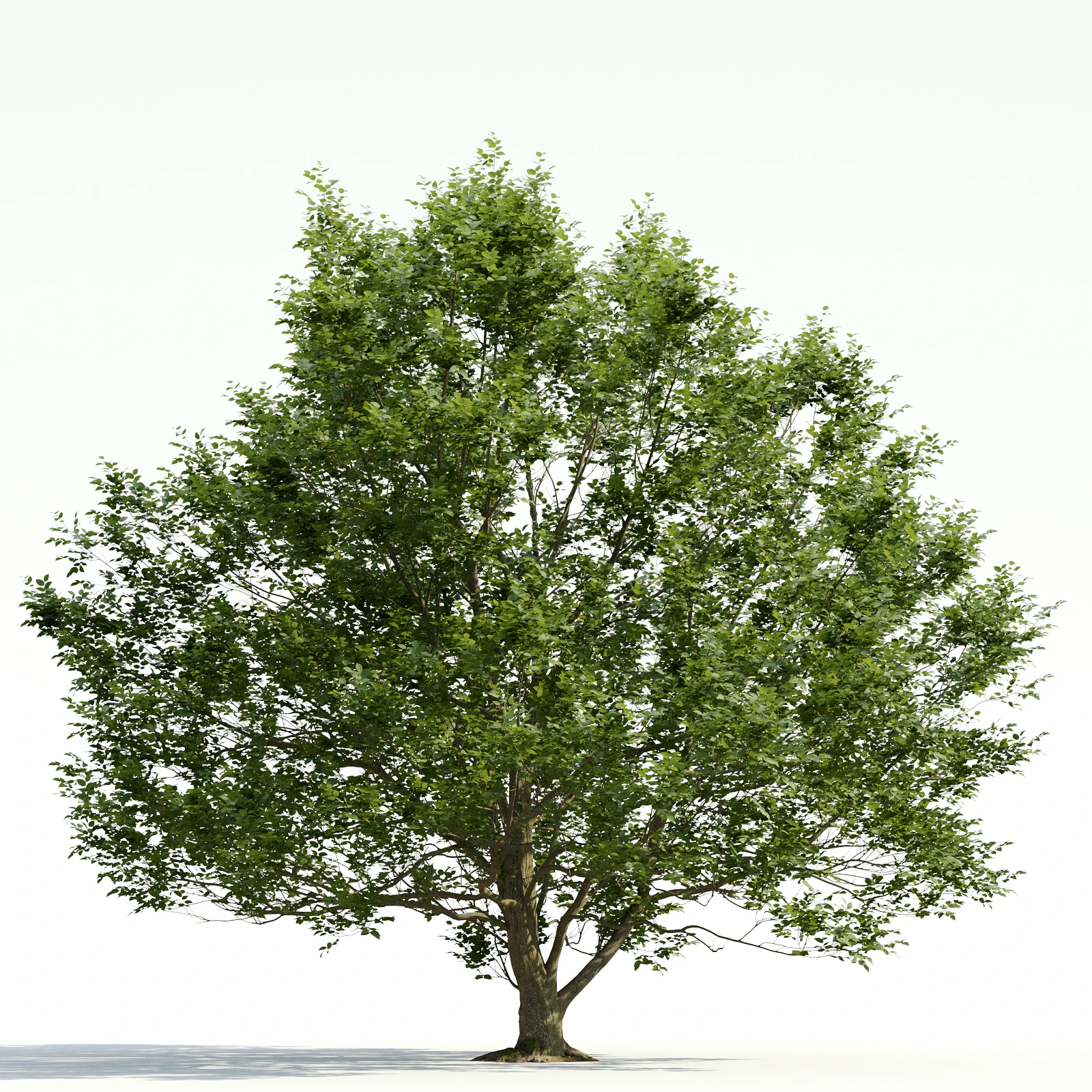 trees and barks 031 — Descargar