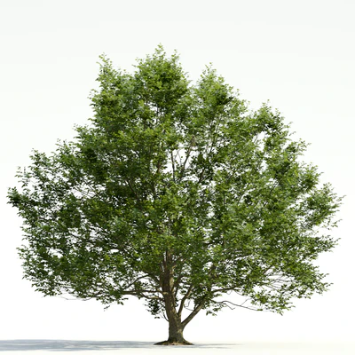 trees and barks 031 — Descargar