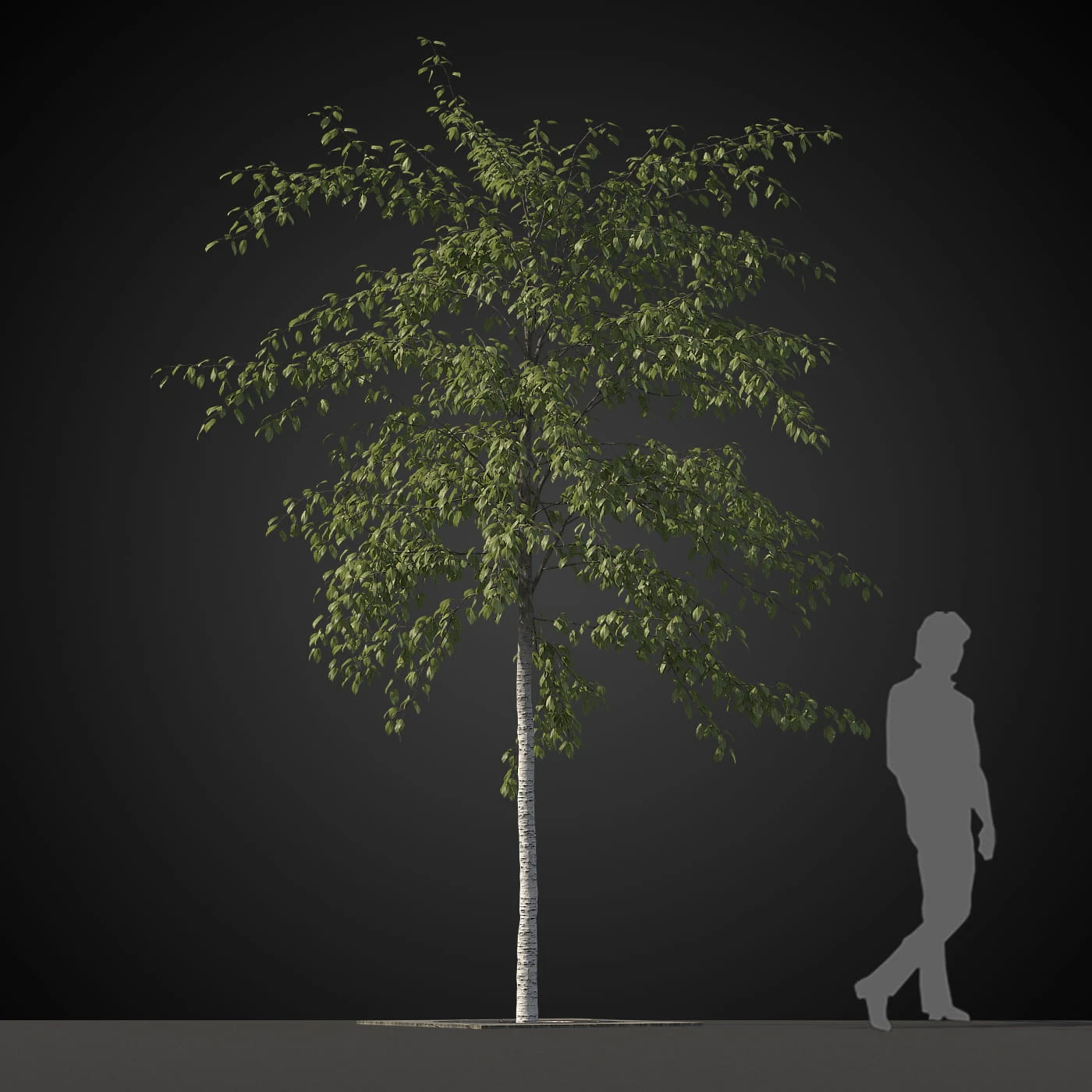 trees 031 — Скачать