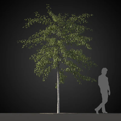 trees 031 — Скачать