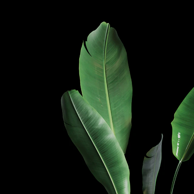Indoor Plants Set 04 — Descargar