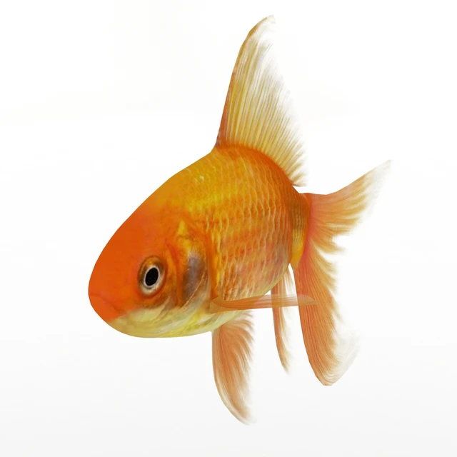 Golden fish — Descargar