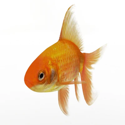 Golden fish — Ver 1