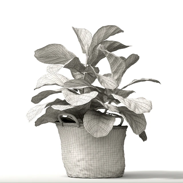 ficus lyrata №2 — Скачать