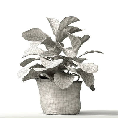 ficus lyrata №2 — Вид 2