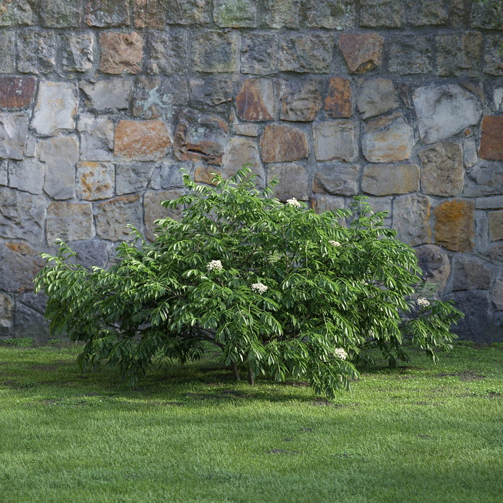 plants and bushes 030 — Descargar