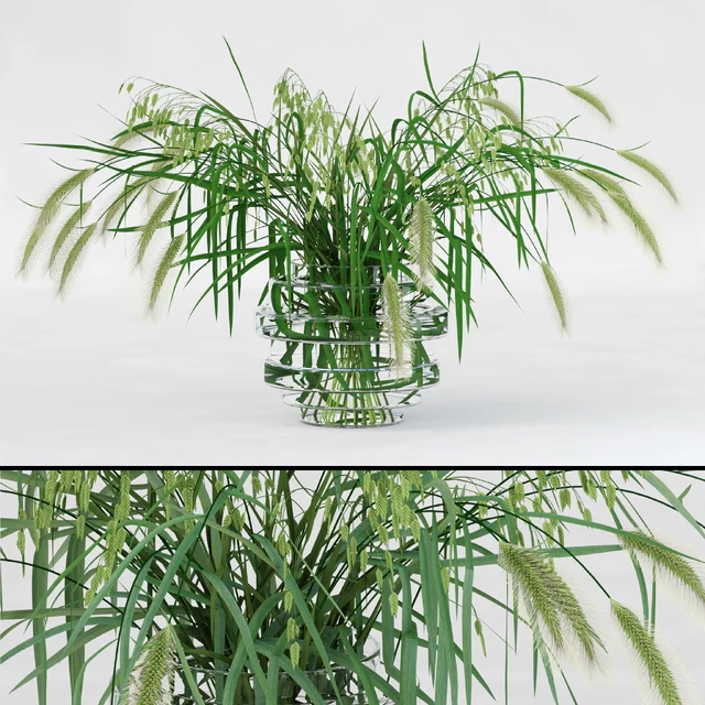 Northern Sea Oats and Pennisetum Green — Скачать