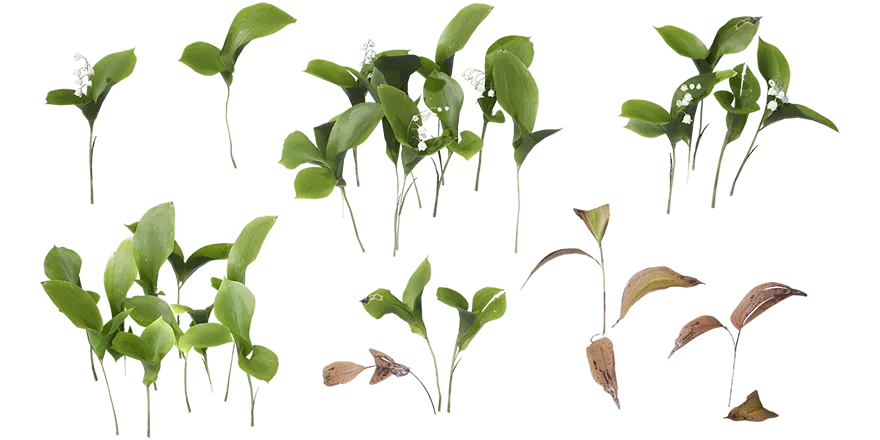 lily of the valley 001 — Descargar