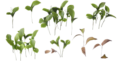 lily of the valley 001 — Descargar