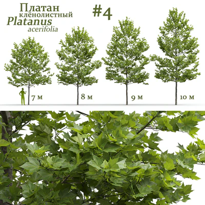 Plane-tree / Sycamore / Platanus acerifolia #4 — Ver 1