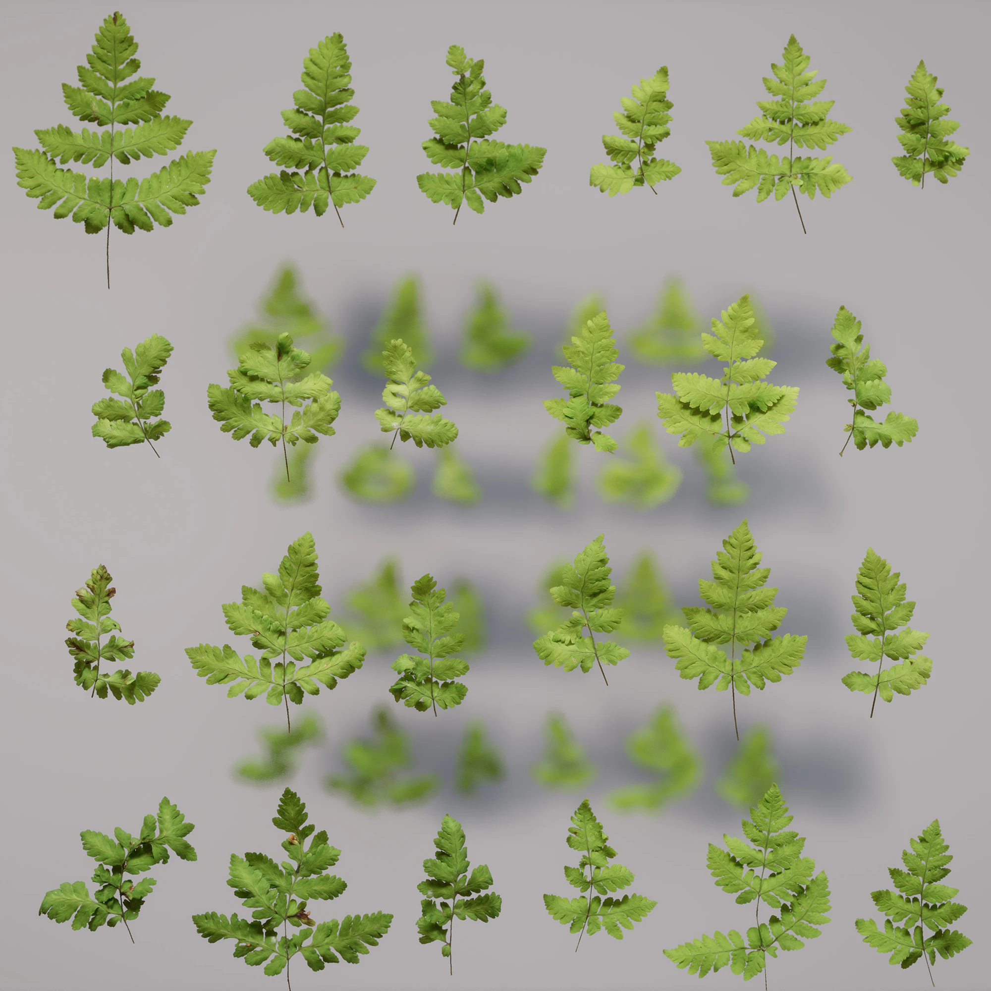 oak fern 002 — Скачать