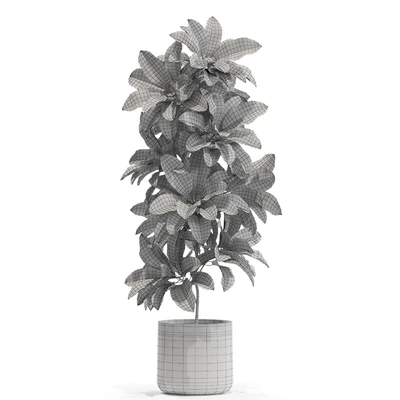Plants collection 557 — Вид 2