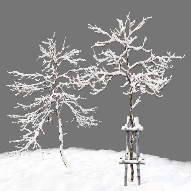 winter young trees — Descargar