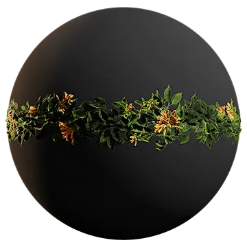 honeysuckle 001 — Descargar