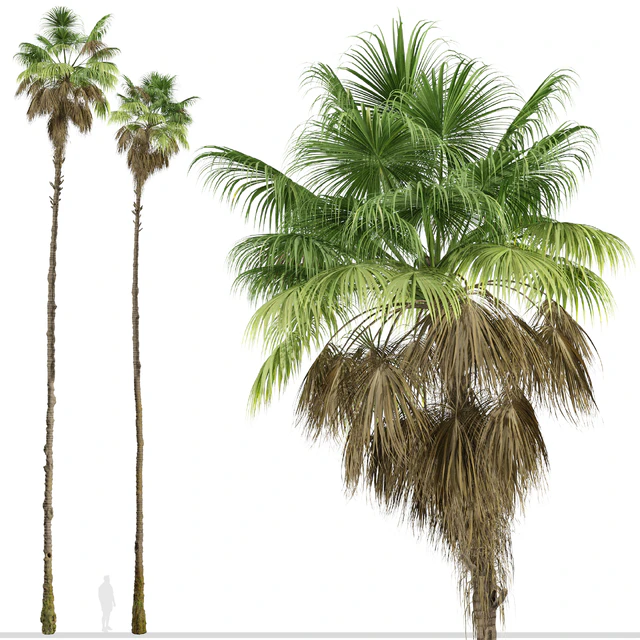 Set of Mexican fan palm Trees (Washingtonia robusta) (3 Trees) — Скачать