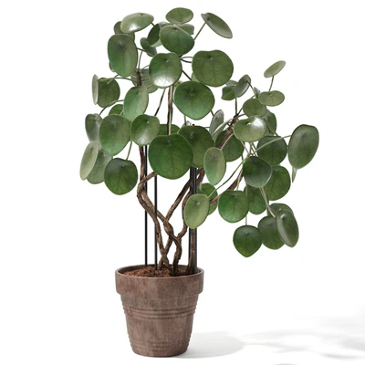 Set of plants 12 — Ver 1