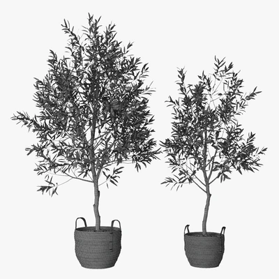 Olive tree — Ver 3