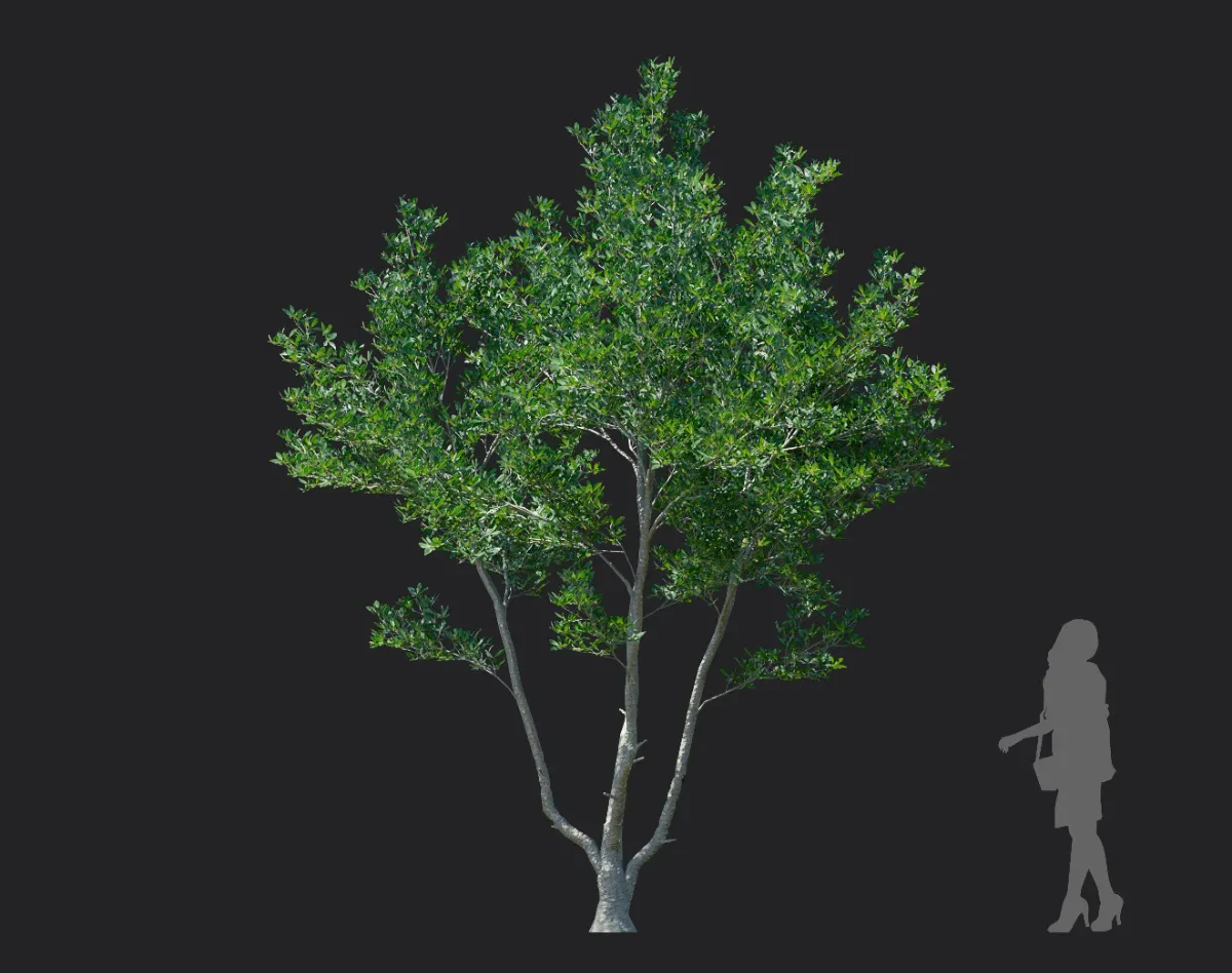 ternstroemia gymnanthera 004 — Скачать