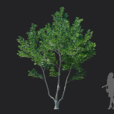 ternstroemia gymnanthera 004 — download