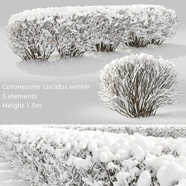 Cotoneaster winter — Скачать