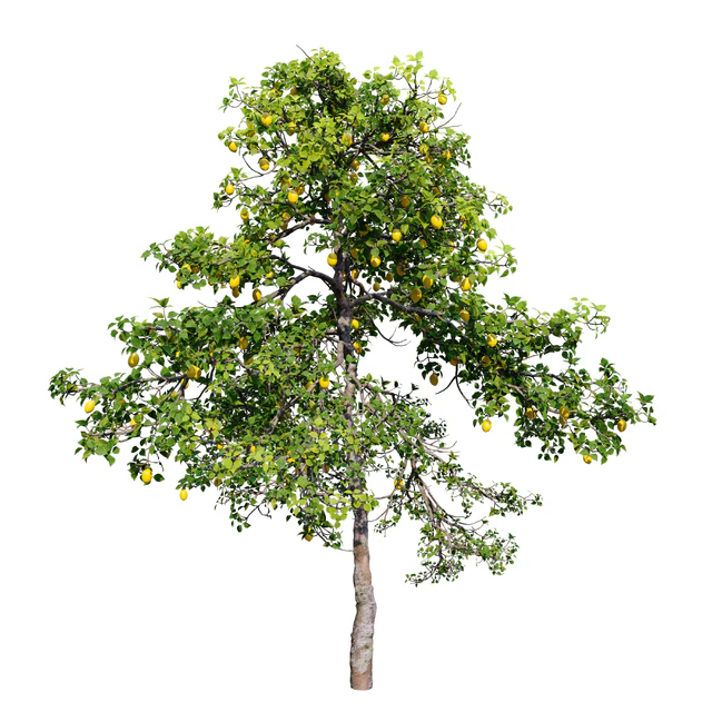 Lemon tree — Скачать