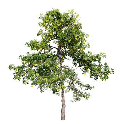 Lemon tree — Вид 2