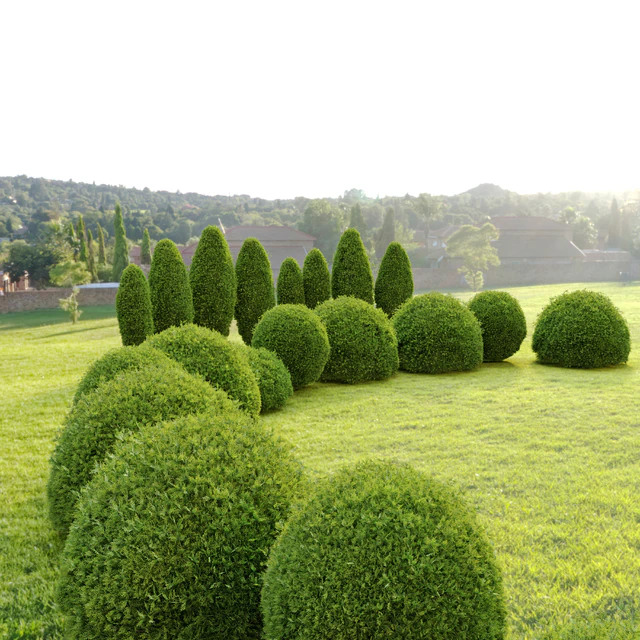 Thuja shrub — Descargar