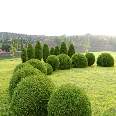 Thuja shrub — Ver 2