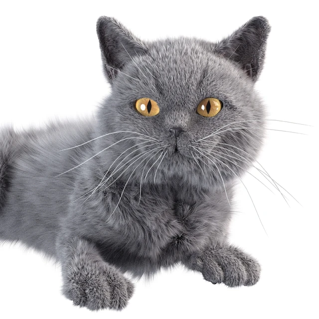 Gray Cat — Descargar
