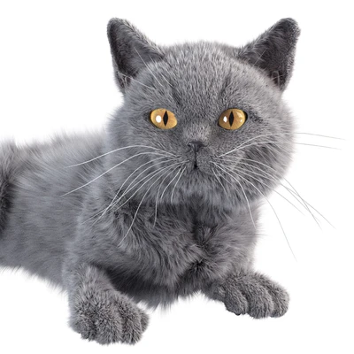 Gray Cat — Ver 2