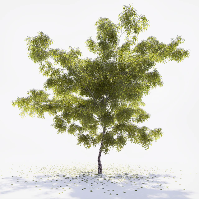 Birch — Descargar