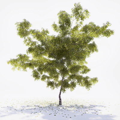 Birch — Ver 1