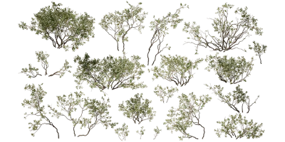 silver downy willow 001 — Descargar