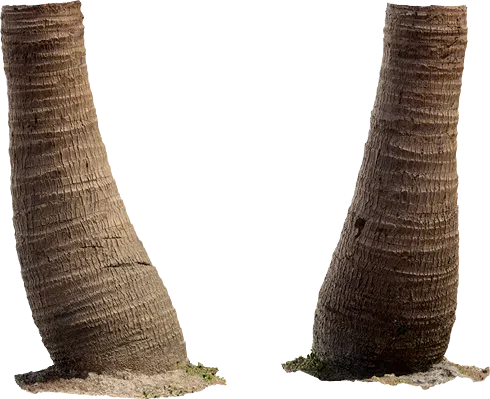palm tree trunk 001 — Descargar