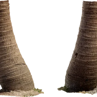 palm tree trunk 001 — Descargar