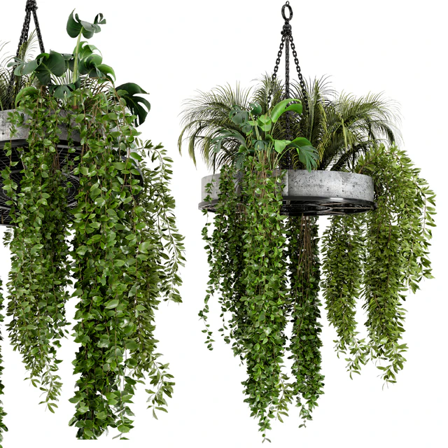 Indoor Hanging Plants in Metal Box - Set 86 — Скачать