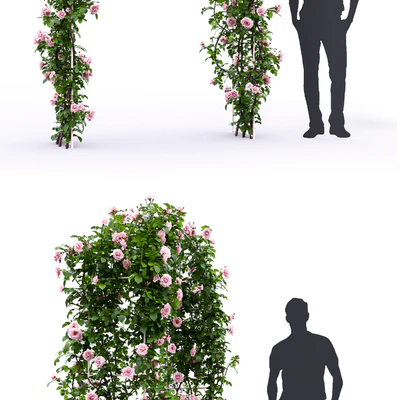 Rose — Вид 2