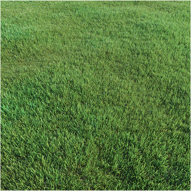 Lawn grass — Descargar