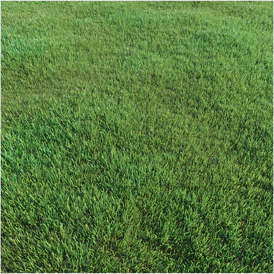 Lawn grass — Ver 2